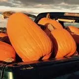 Tim's Pumpkin Patch photo