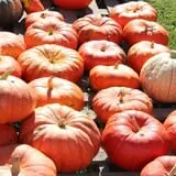 Tim's Pumpkin Patch photo
