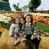 Tim's Pumpkin Patch photo