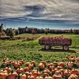Tim's Pumpkin Patch photo