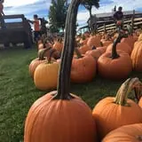 Tim's Pumpkin Patch photo