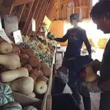 Tim's Pumpkin Patch photo