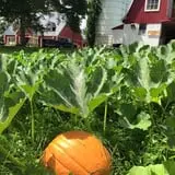 Tim's Pumpkin Patch photo