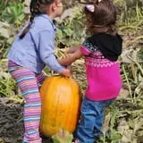 Tim's Pumpkin Patch photo