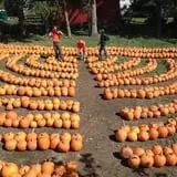 Tim's Pumpkin Patch photo