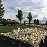 Tim's Pumpkin Patch photo