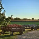 Tim's Pumpkin Patch photo