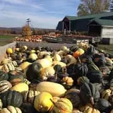 Tim's Pumpkin Patch photo