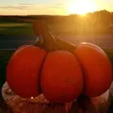 Tim's Pumpkin Patch photo