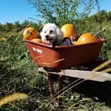 Tim's Pumpkin Patch photo