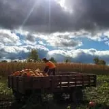 Tim's Pumpkin Patch photo