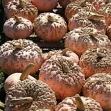 Tim's Pumpkin Patch photo