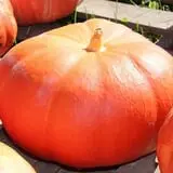 Tim's Pumpkin Patch photo