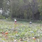 Camp Fontanelle's Split Oak Hollow Corn Maze & Pumpkin Patch photo