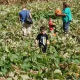 Camp Fontanelle's Split Oak Hollow Corn Maze & Pumpkin Patch photo