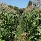 Camp Fontanelle's Split Oak Hollow Corn Maze & Pumpkin Patch photo