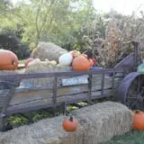 Camp Fontanelle's Split Oak Hollow Corn Maze & Pumpkin Patch photo