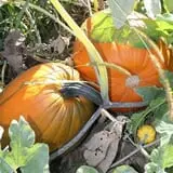 Camp Fontanelle's Split Oak Hollow Corn Maze & Pumpkin Patch photo