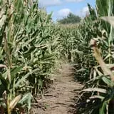 Camp Fontanelle's Split Oak Hollow Corn Maze & Pumpkin Patch photo