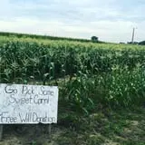Camp Fontanelle's Split Oak Hollow Corn Maze & Pumpkin Patch photo