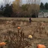 Uncle Frank's Apple Town photo