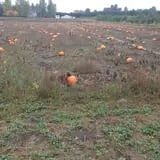 Uncle Frank's Apple Town photo