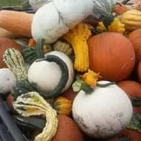 Fun Farm Pumpkin Patch photo