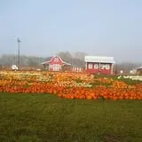 Fun Farm Pumpkin Patch photo