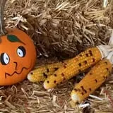 Fun Farm Pumpkin Patch photo