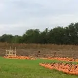 Fun Farm Pumpkin Patch photo