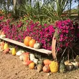 Fun Farm Pumpkin Patch photo