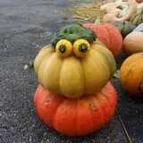 Fun Farm Pumpkin Patch photo