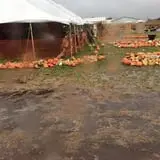Fun Farm Pumpkin Patch photo