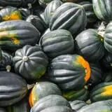 Fun Farm Pumpkin Patch photo