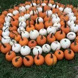 Fun Farm Pumpkin Patch photo