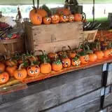 Fun Farm Pumpkin Patch photo