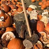 Fun Farm Pumpkin Patch photo