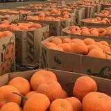 Fun Farm Pumpkin Patch photo