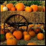 Fun Farm Pumpkin Patch photo