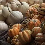 Fun Farm Pumpkin Patch photo