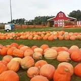 Fun Farm Pumpkin Patch photo