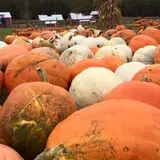 Fun Farm Pumpkin Patch photo