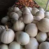 Fun Farm Pumpkin Patch photo