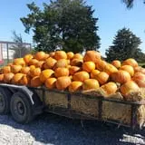Fun Farm Pumpkin Patch photo