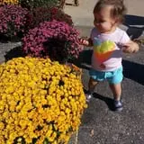 Fun Farm Pumpkin Patch photo