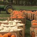 Fun Farm Pumpkin Patch photo