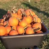 Fun Farm Pumpkin Patch photo