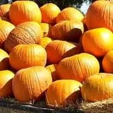 Fun Farm Pumpkin Patch photo