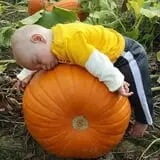 Fun Farm Pumpkin Patch photo