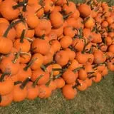 Fun Farm Pumpkin Patch photo